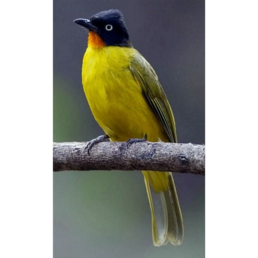 Jual Burung KuTilang Mas Pilihn Terbaik | Shopee Indonesia
