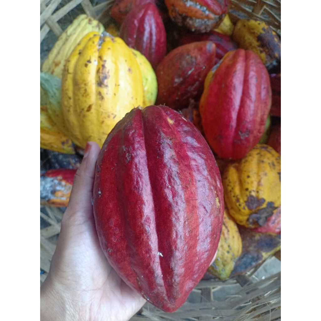 Jual Buah Coklat / kakao Fresh ORIGINAL Matang di pohon | Shopee Indonesia