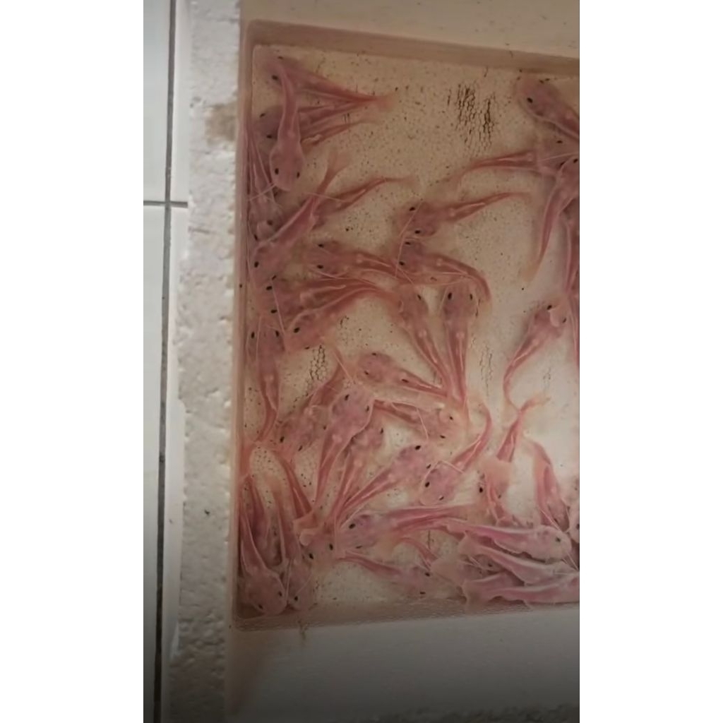 Jual Red Tail Cat Fish (RTC Phantom) 10-12CM Grade A #PromoSpecial ...