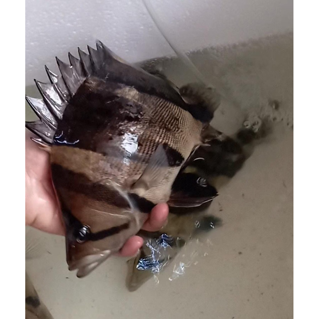 Jual Ikan Tiger Datz | Shopee Indonesia
