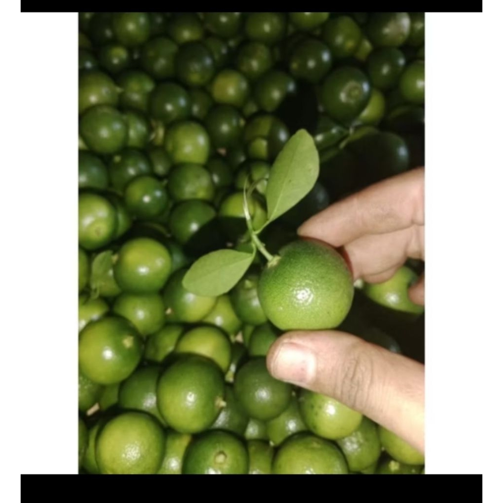 Jual Jeruk sonkit/jeruk kasturi/lemon cui | Shopee Indonesia