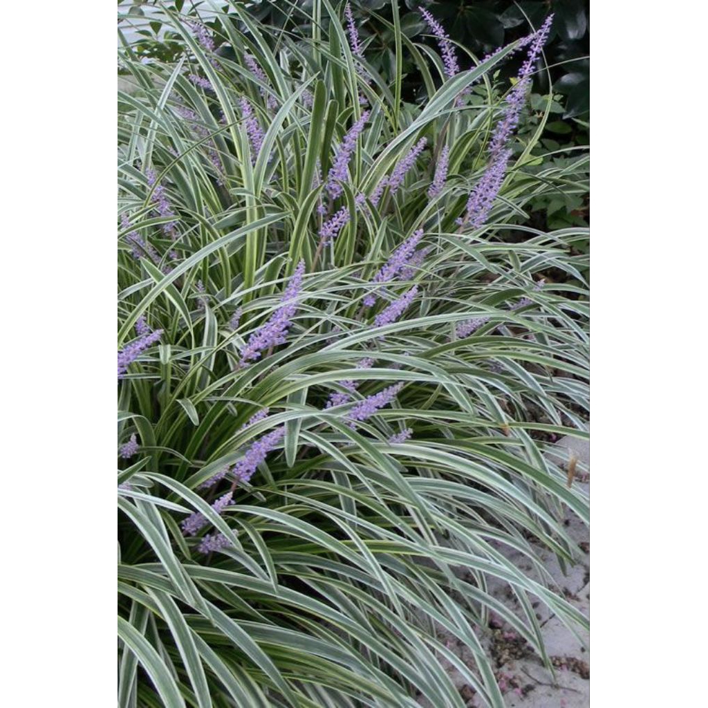 TANAMAN HIAS ALANG - ALANG VARIEGATA - TANAMAN HIAS ALANG ALANG VARIEGATA - TANAMAN HIAS OUTDOOR ALANG ALANG PUTIH VARIEGATA