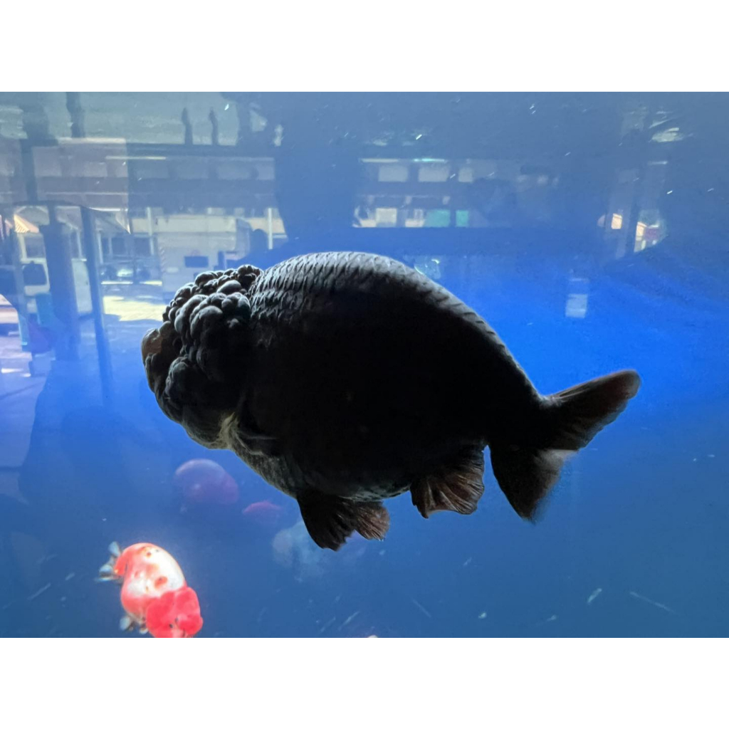 Jual Ikan Hias Mas Koki Full Black Ranchu Import Thailand Size 5-6 cm ...