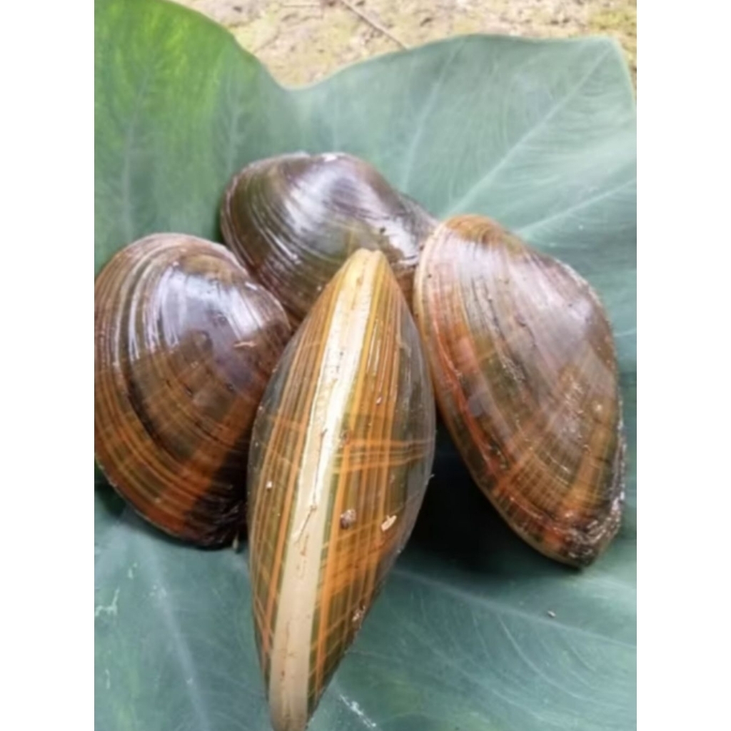 Jual Kerang Hijau/Kerang Air Tawar/Kijing/Hiasan Aquarium/1pcs | Shopee ...
