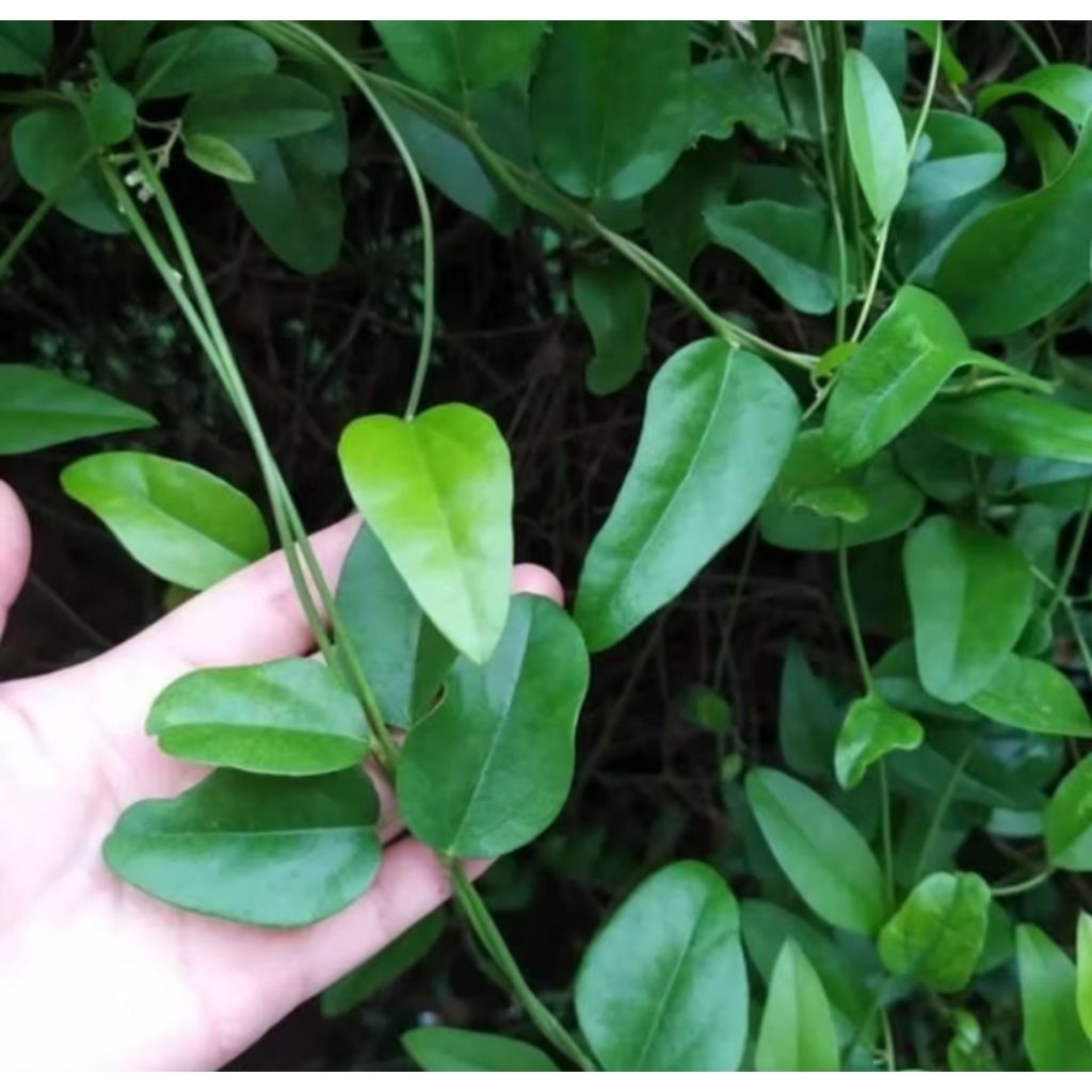 Jual Cincau Rambat Segar 100 lembar Daun Cincau Rambat Alami | Shopee ...