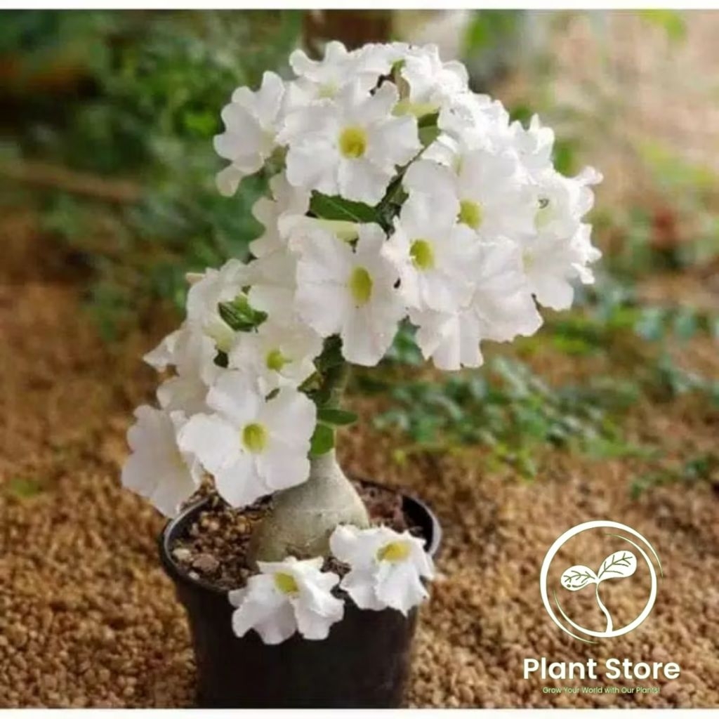 Jual ADENIUM KAMBOJA JEPANG BUNGA TUMPUK WHITE-STAR | Shopee Indonesia