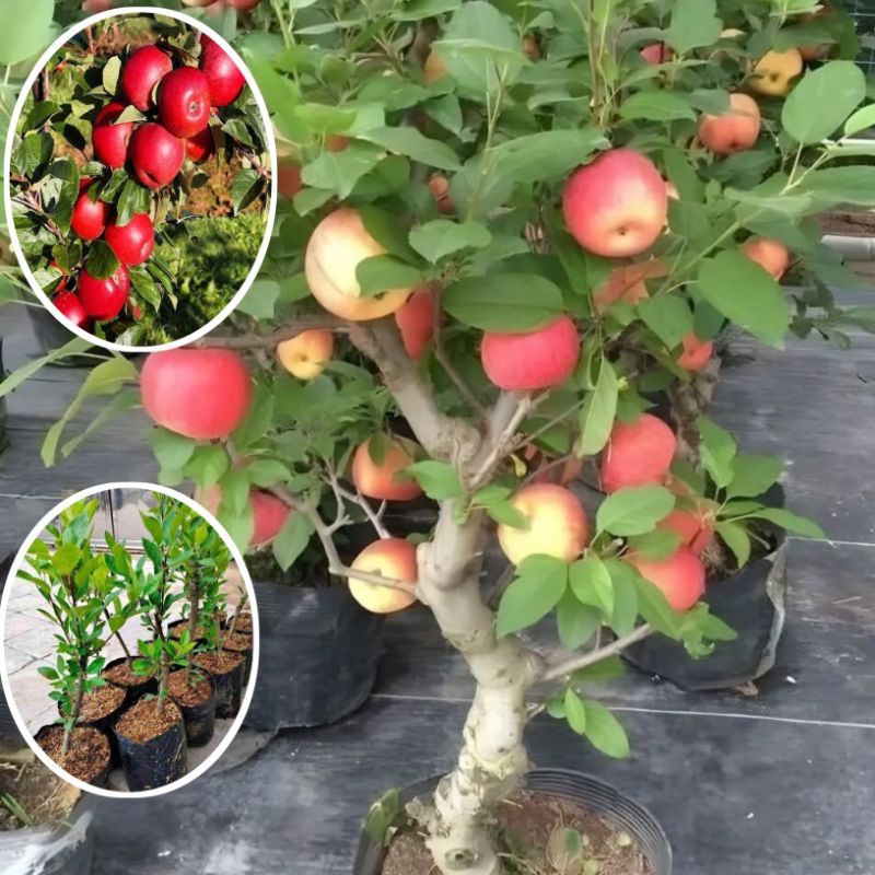 Jual Bibit tanaman Apel Ana Merah CANGKOK | Shopee Indonesia