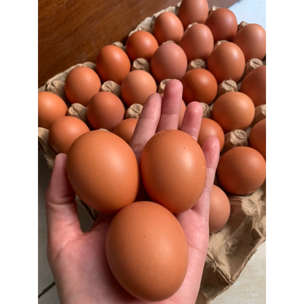 Jual 1 Rak Telur Isi Terlengkap & Harga Terbaru Agustus 2026 | Shopee ...