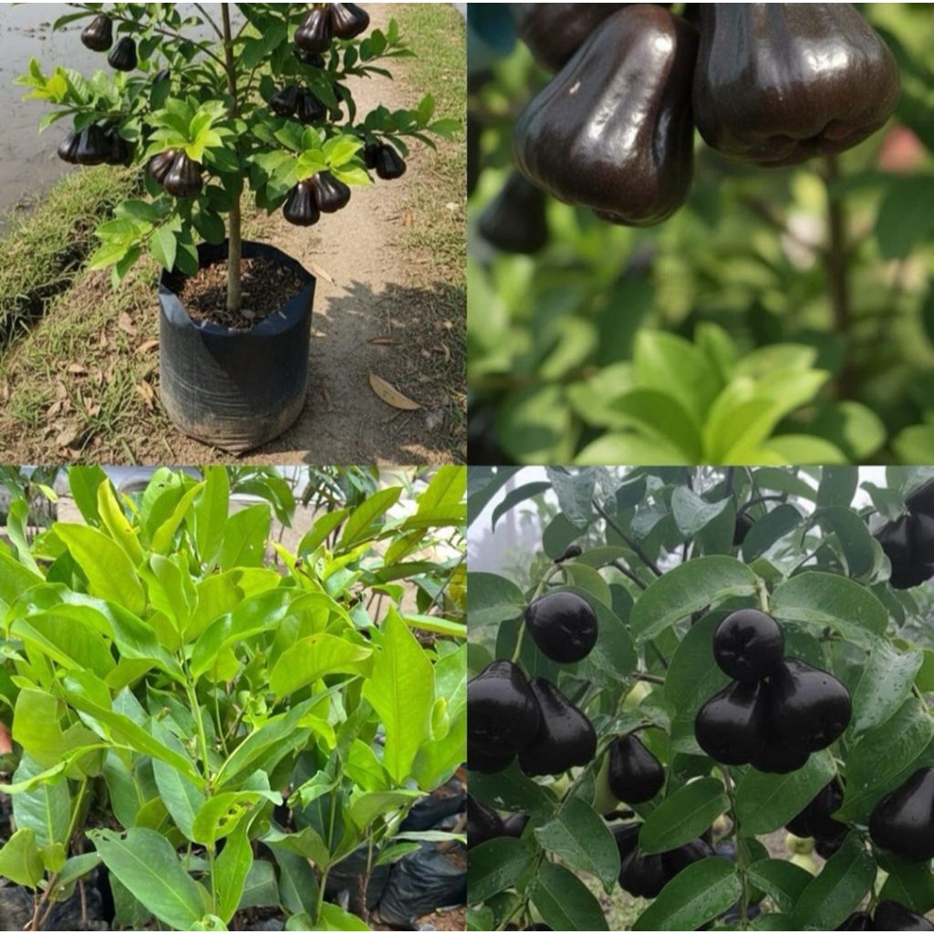 Bibit jambu air black guava hitam terlaris