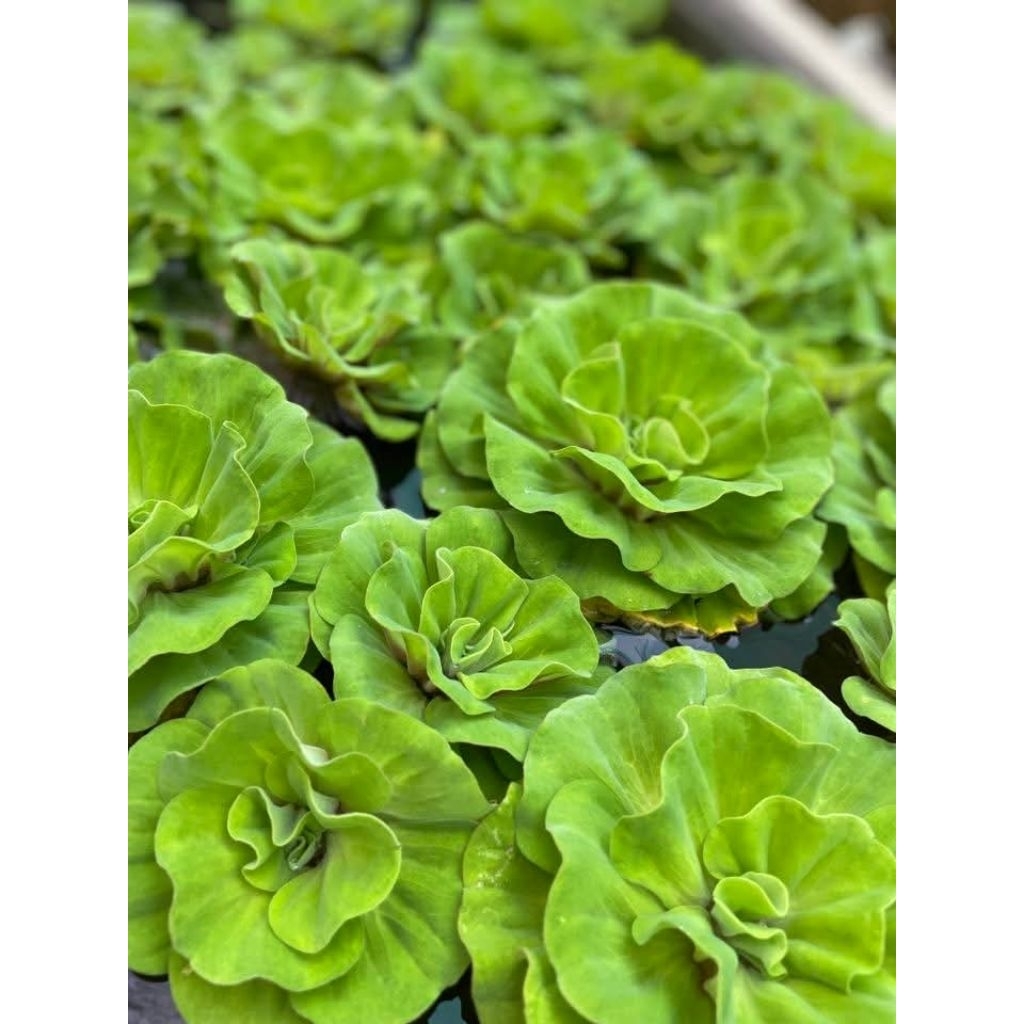 Jual kayu apu penjernih air alami cocok untuk kolam outdoor | Shopee ...