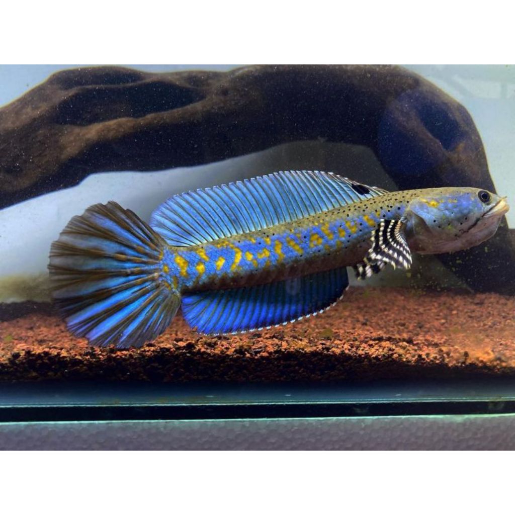 Jual COD(garansi 1000% keseluruh indonesia raya) BP 7-8cm | Shopee ...