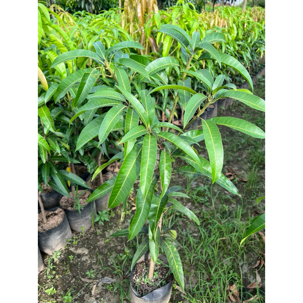 Jual Bibit Mangga Agrimania Tinggi ±1.3m Hasil Okulasi Cepat Berbuah ...