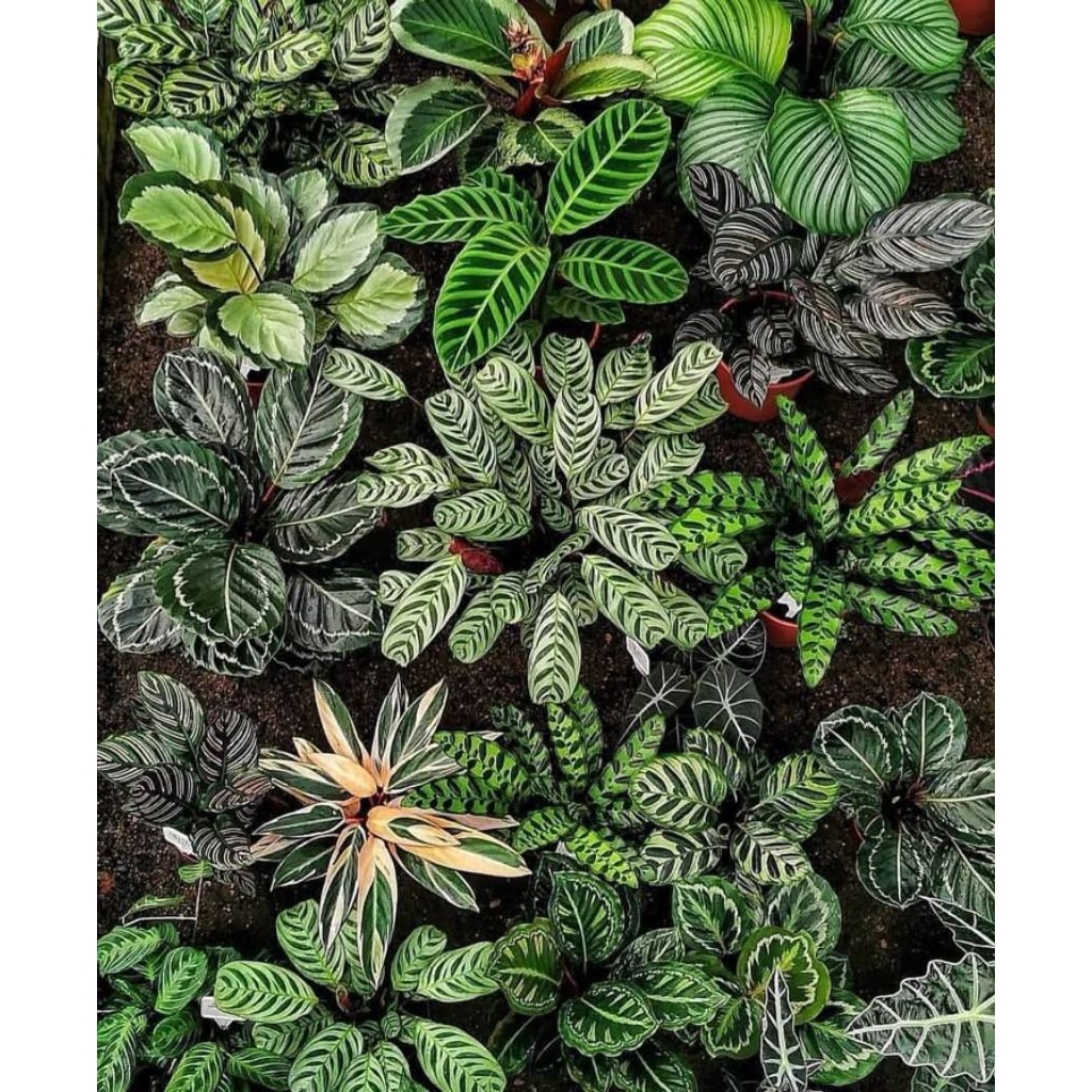 TANAMAN HIAS JENIS CALATHEA - TANAMAN HIAS INDOOR CALATHEA - VARIETAS TANAMAN HIAS ANEKA JENIS CALATHEA TANAMAN HIAS INDOOR PENGHIAS RUANGAN
