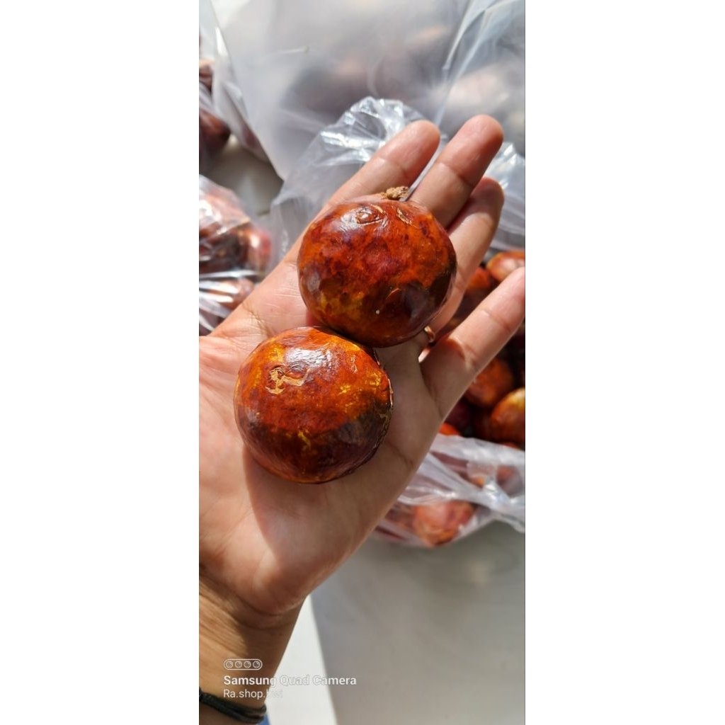 Jual Jengkol Tua/jengkol punel berat 500gram | Shopee Indonesia