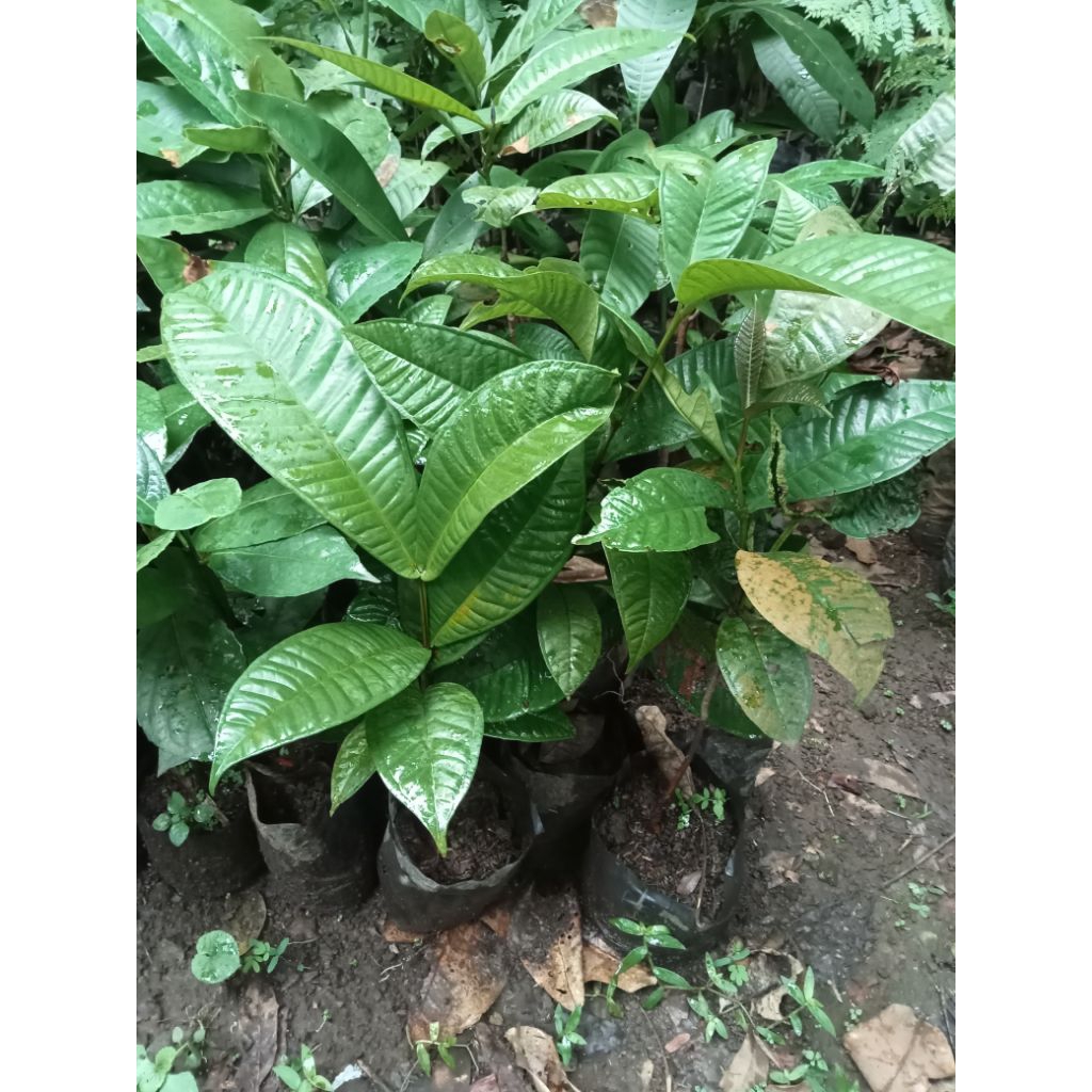 Jual Bibit Buah Kupa - Tanaman Pohon Gowok - Buah Kaliasem Pasui ...