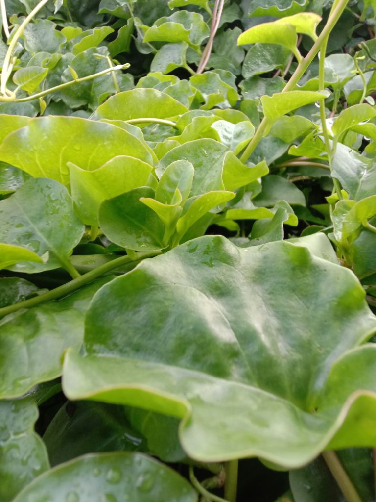 Jual 1KG DAUN BINAHONG/DAUN PIAHONG, manfaat DAUN HERBAL | Shopee Indonesia