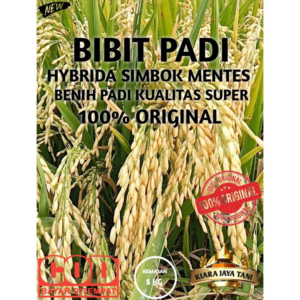 Jual ( 5KG ) BIBIT PADI HYBRIDA SIMBOK, BENIH PADI KUALITAS SUPER 100% ...