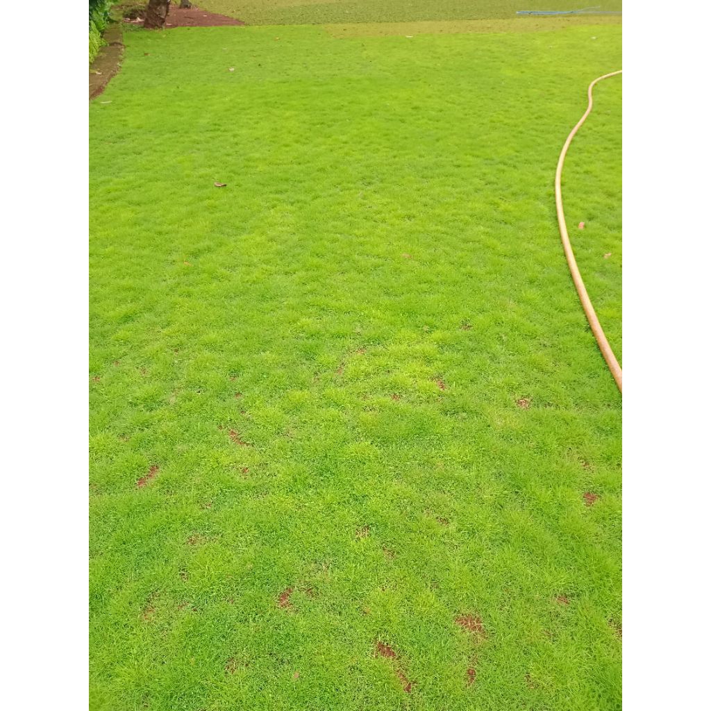 Jual Rumput Swiss Rumput Taman Ukuran 1Meter X 1Meter Rumput Swiss ...