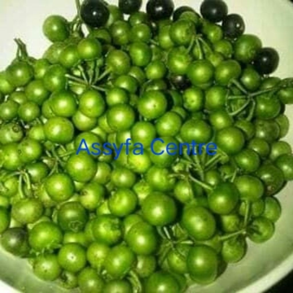 Jual leunca/ranti 1kg asli dari ciwidey bandung | Shopee Indonesia