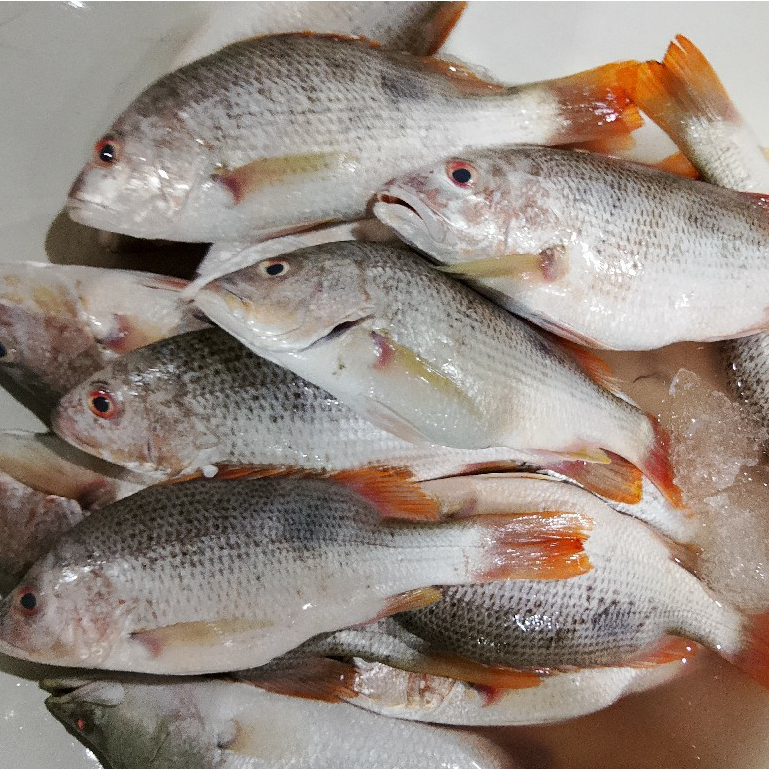 Jual Ikan Kakap 1Kg Ikan Kakap Segar Ikan Kakap Merah Jenaha Ikan ...