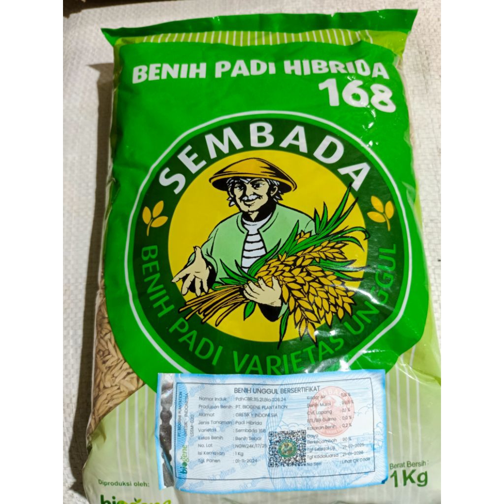 Jual Bibit Padi hibrida Sembada 168 Original exp 3 2026 | Shopee Indonesia
