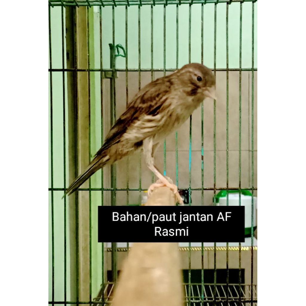 Jual burung kenari AF Rasmi bahan Jantan | Shopee Indonesia