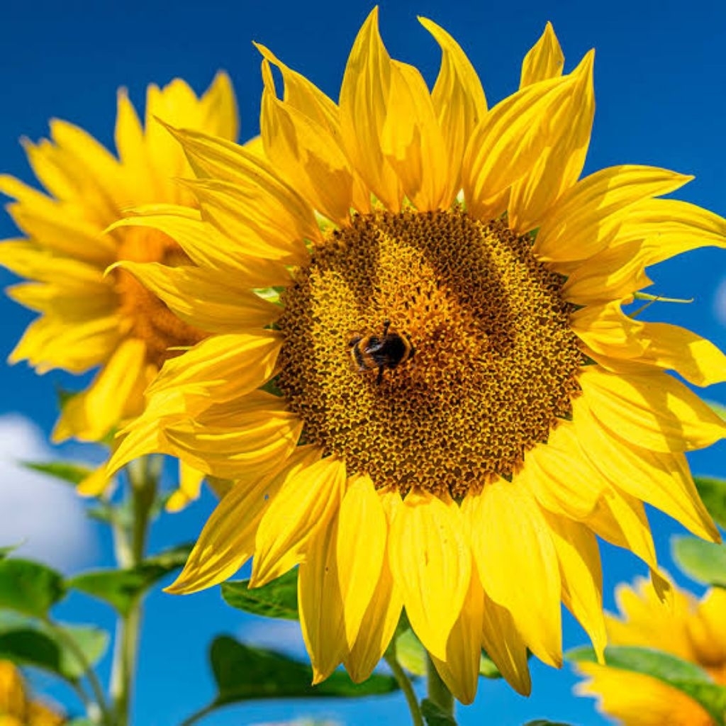 Jual 15 Butir - Biji Benih Bunga Matahari Sun Flower Mongolia Super ...