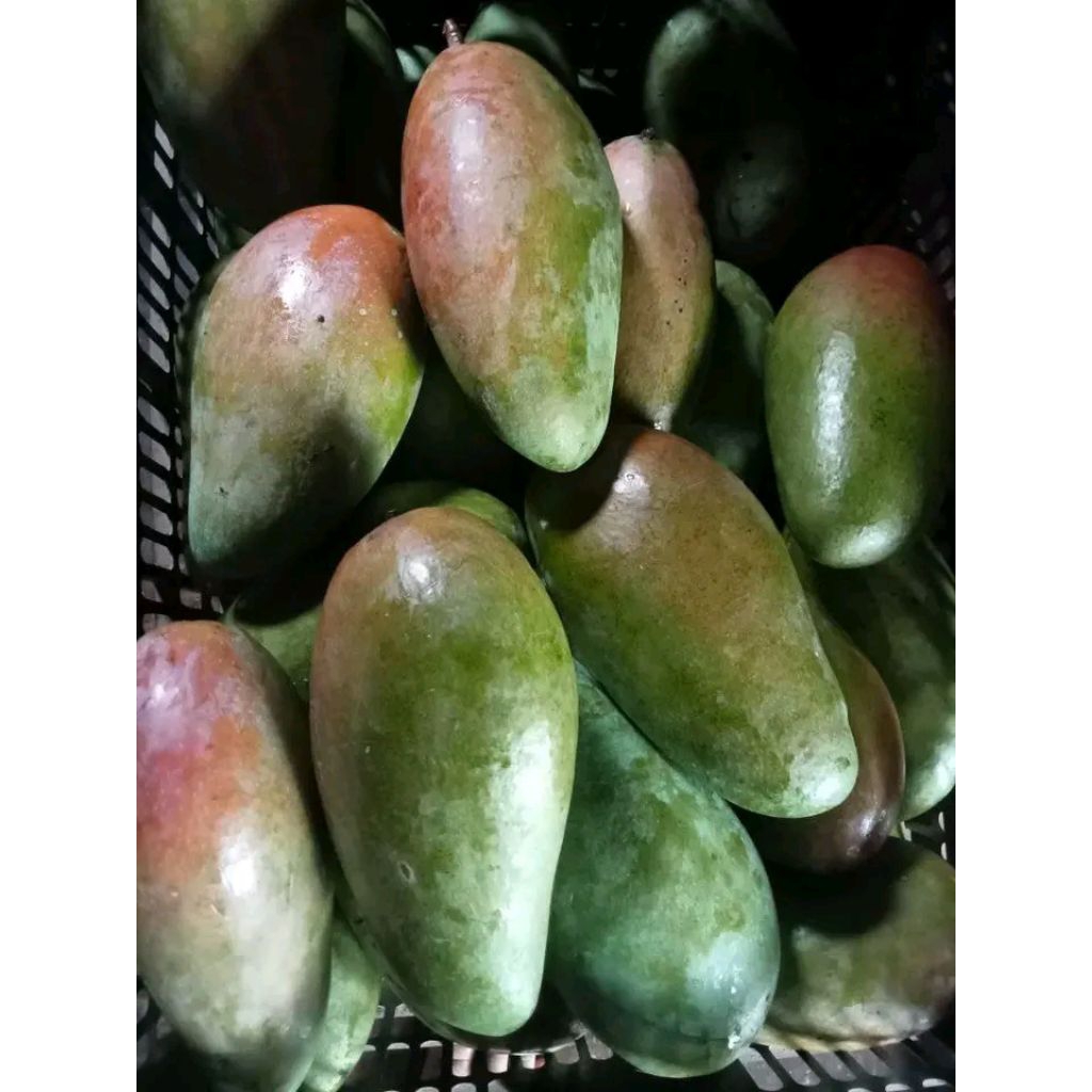 Jual Mangga kiojay thailand jumbo | Shopee Indonesia