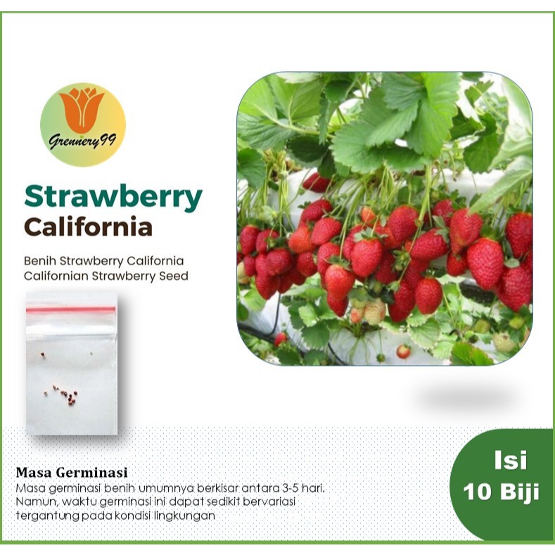 Benih Strawberry California Cepat Berbuah Bibit Tanaman Buah Stroberi Manis Import Super Unggul
