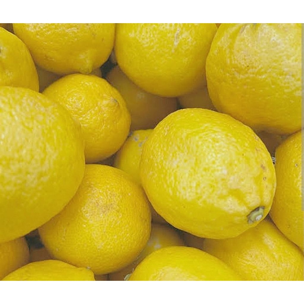 Jual Jeruk lemon segar fresh 1kg | Shopee Indonesia