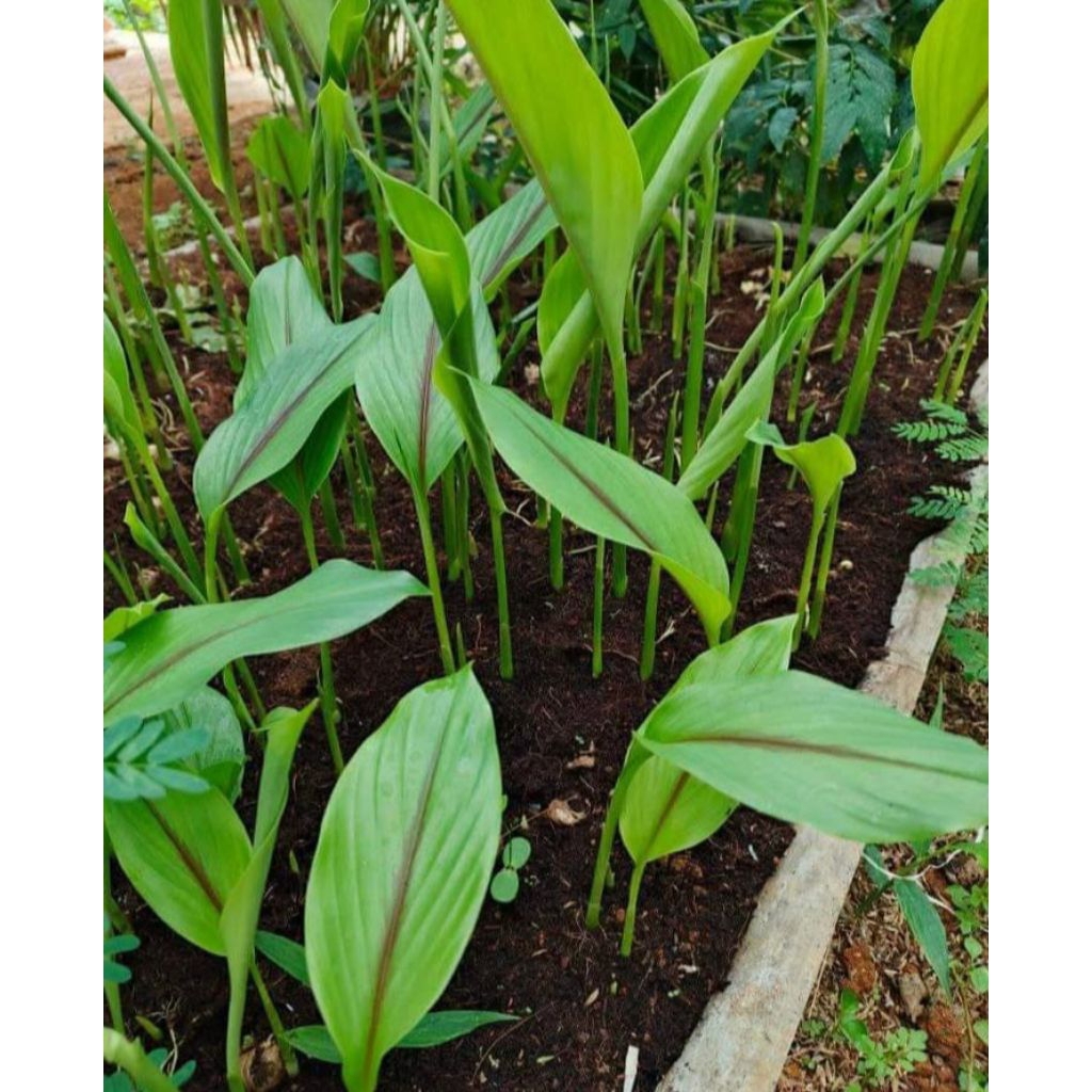 Jual bibit temu giring satu paket isi 5 pohon | Shopee Indonesia