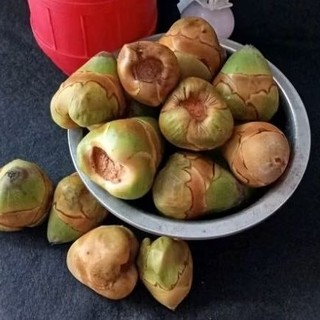 Jual Beluluk Kelapa Kecil Isi 10 Buah - Tembuluk Buah Kelapa Kecil ...