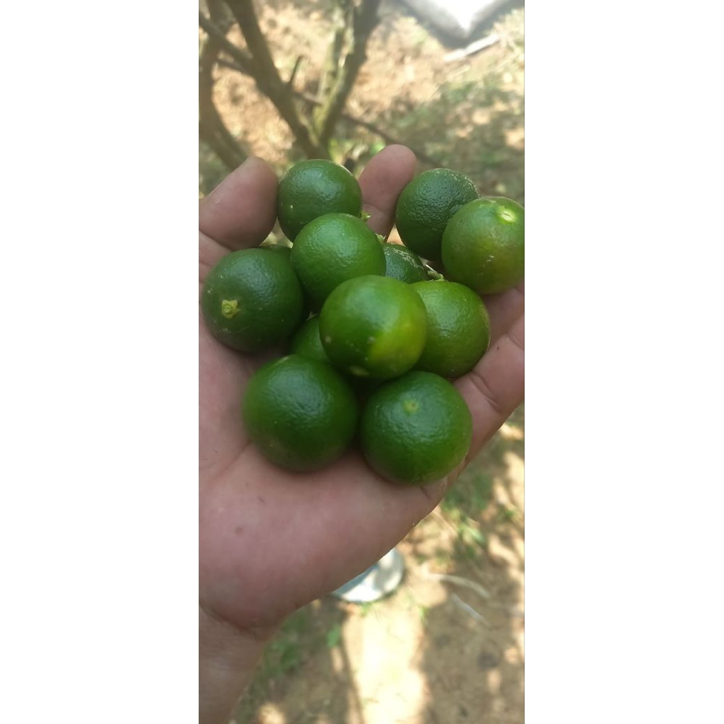 Jual JERUK KASTURI ATAU SONKIT 1KG UKURAN RANDOM | Shopee Indonesia