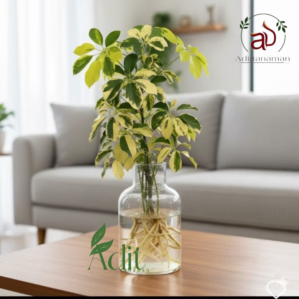 ( PLUS VAS KACA ) Tanaman media air walisongo variegata - tanaman walisongo variegata - tanaman indoor - tanaman yg bisa hidup di air - tanaman hias walisongo