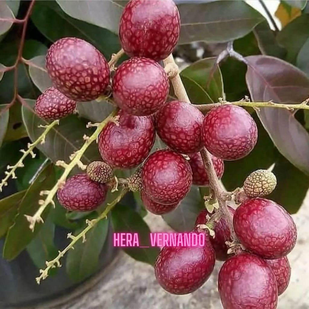 Bibit Kelengkeng Merah Hasil Okulasi Cepat Berbuah