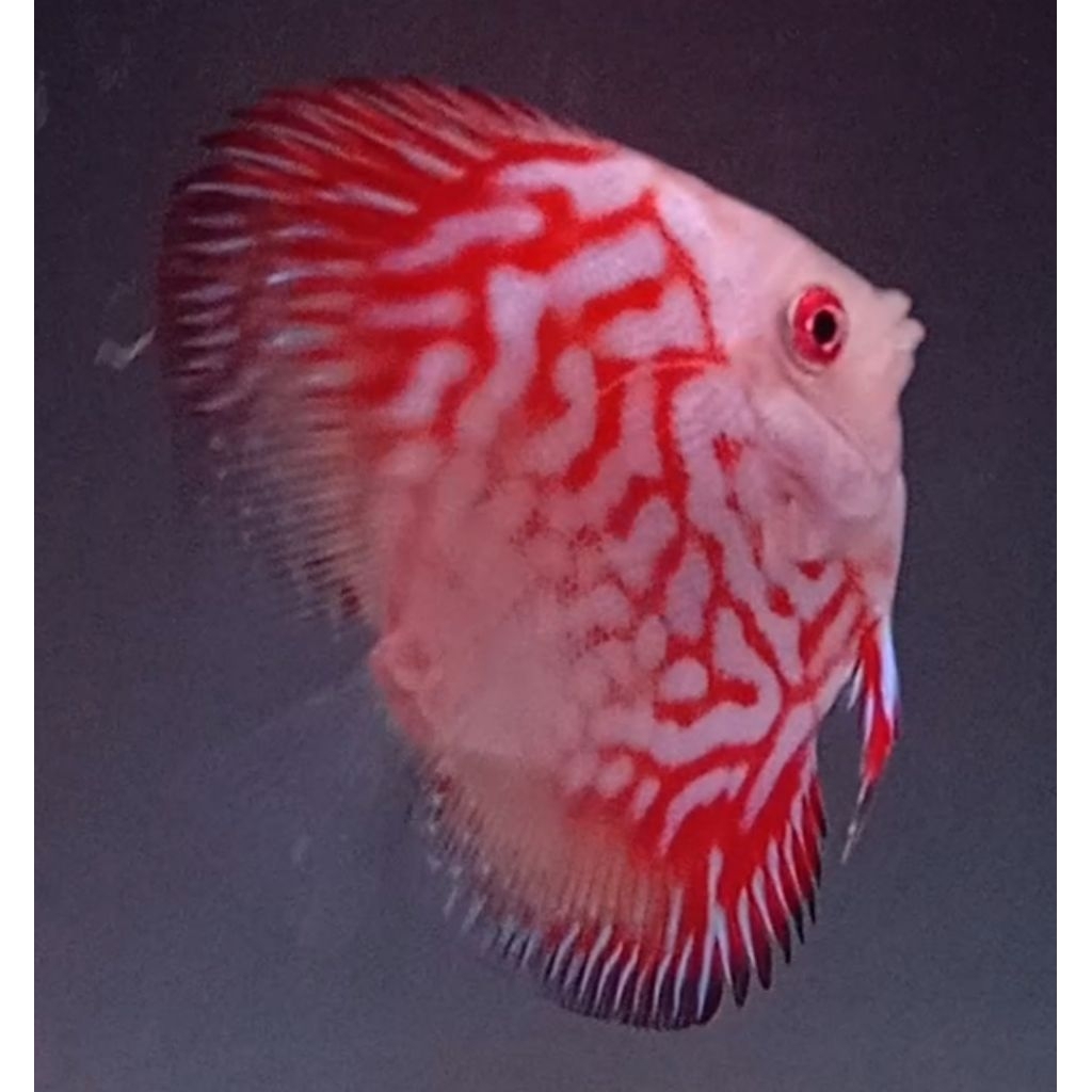 Jual IKAN DISCUS RED PIGEON HIGH BODY 2.5 INCH | Shopee Indonesia