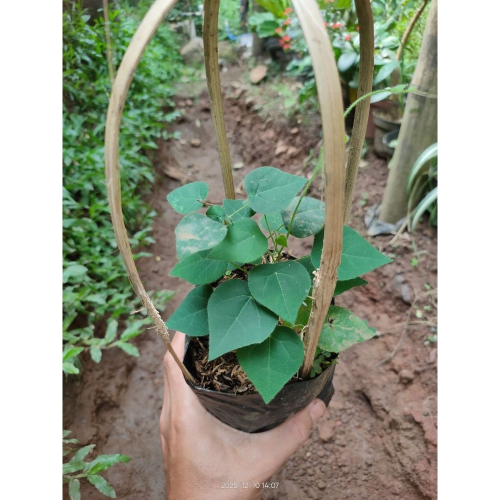 Jual Baru Bibit Tanaman Daun Cincau Bulu - Cyclea Barbata - Pohon ...