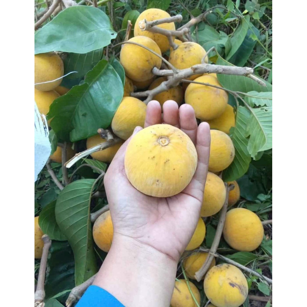 Jual kecapi daun lumut buah langka harga per kg | Shopee Indonesia