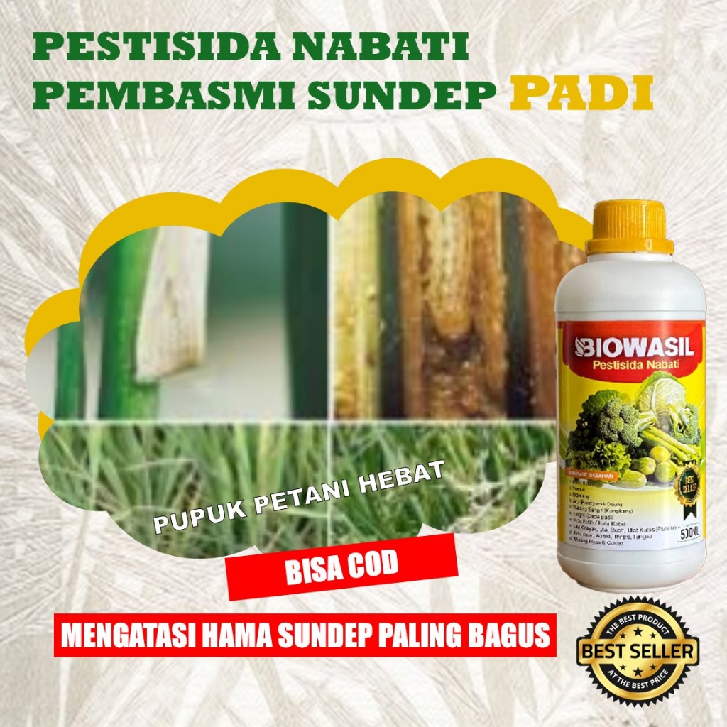 Jual BIOWASIL Pupuk Cair Pestisida Padi | Solusi Sundep Padi | Membantu ...