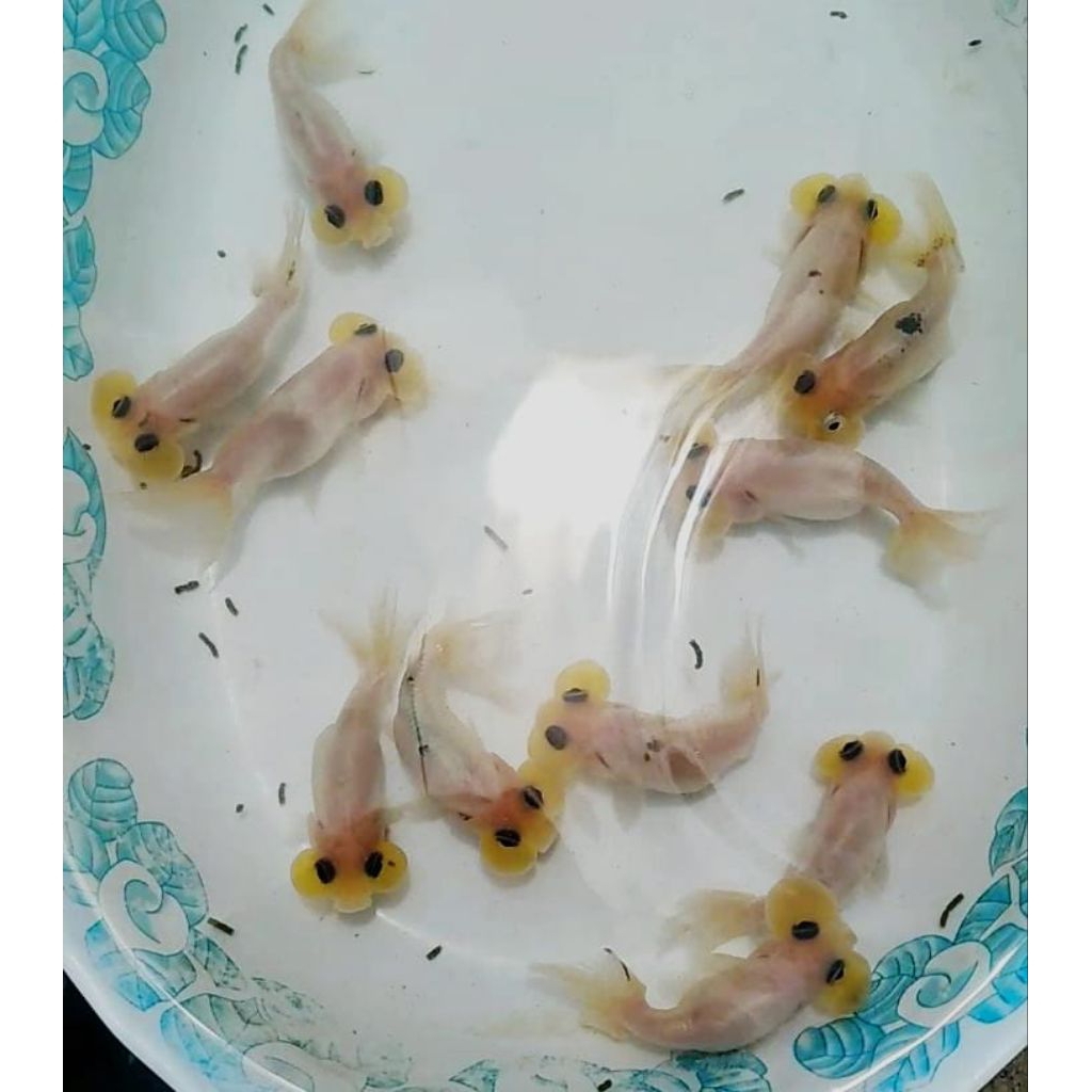 Jual ikan hias maskoki bubble eyes white | Shopee Indonesia