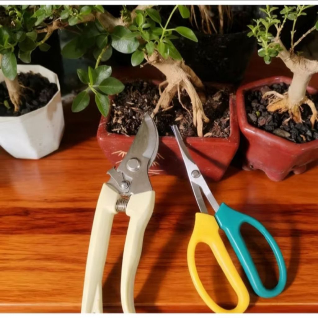 Jual Paket 2pcs Gunting Pruning Daun/ Ranting Bonsai/ Gunting Pohon ...