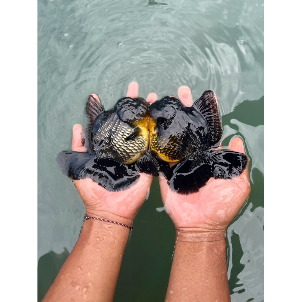 Produk Kiki_FISH | Shopee Indonesia