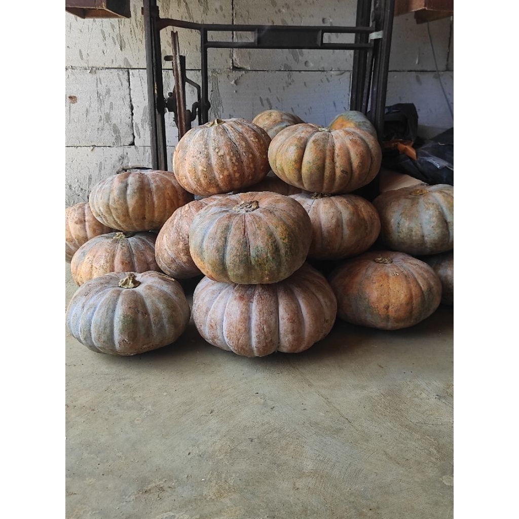 Jual labu parang suprema /labu kuning per1,5kg | Shopee Indonesia