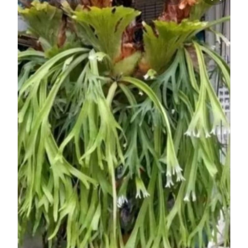 Jual Kadaka Uncal Terlengkap & Harga Terbaru Juni 2026 | Shopee Indonesia