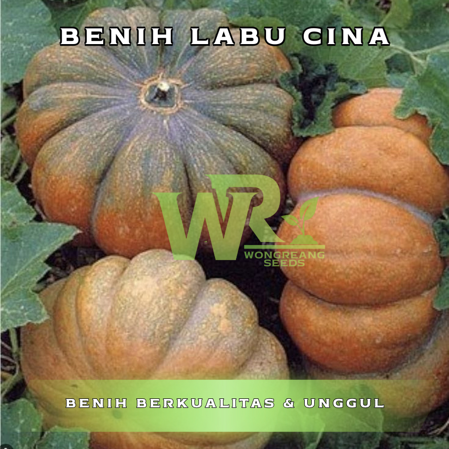 Jual 50 Benih Labu Kuning Samina Berkualitas Tinggi, Cocok untuk ...