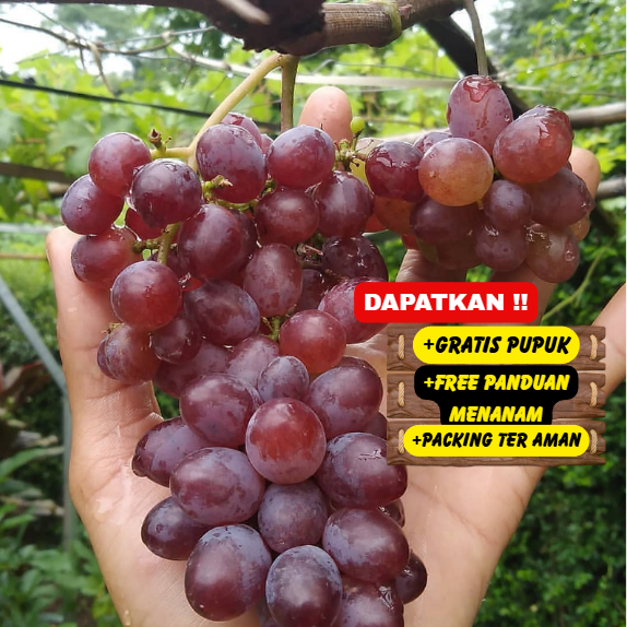 Bibit / Pohon Anggur ( Tanam Di POT ) Super Unggul Cepat Berbuah ASLI.