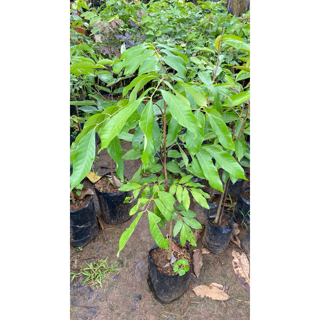 Produk SW Bibit | Shopee Indonesia