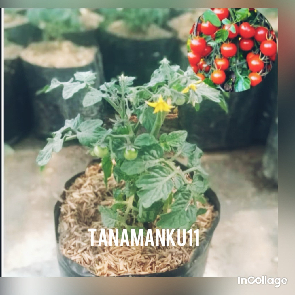 tanaman tomat cery stok kuncup berbunga rimbun akan jadi buah