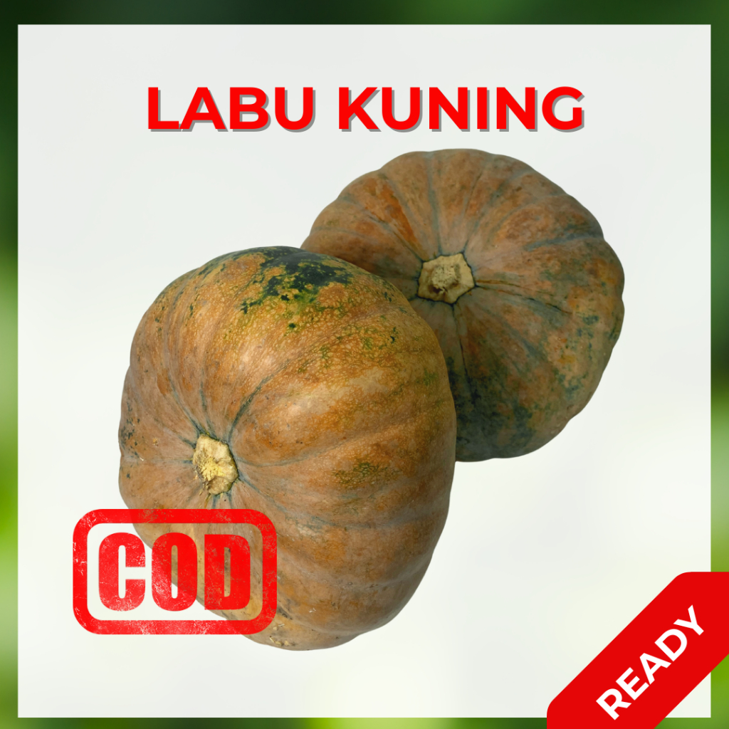 Jual Labu Kuning Segar dengan Ukuran Besar dan Sedang | Shopee Indonesia
