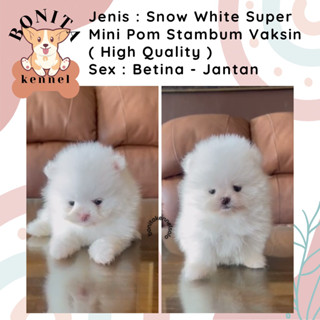 Anjing Kecil Harga Teacup Pomeranian Anjing Pomeranian Putih Kecil